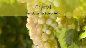  Presentation with vine - Colorful PPT layouts enhanced with white grapes on vine in vineyard backdrop and a yellow colored foreground