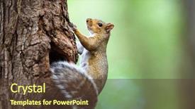  Presentation with red grey - Cool new theme with eastern grey squirrel sciurus carolinensis backdrop and a tawny brown colored foreground