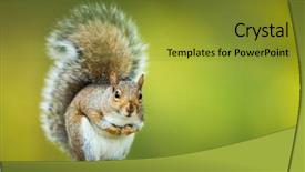  Presentation with red grey - Slide deck consisting of red alert - eastern grey squirrel sciurus carolinensis background and a gold colored foreground