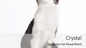  Presentation with cat - Audience pleasing slide deck consisting of white gray tabby cat looking backdrop and a white colored foreground
