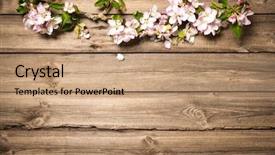  Presentation with branch - Colorful presentation theme enhanced with white green - spring flowering branch on wooden backdrop and a coral colored foreground