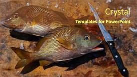  Presentation with fish - Audience pleasing PPT theme consisting of white-grunt-fish-haemulon-plumieri backdrop and a tawny brown colored foreground