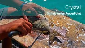  Presentation with caribbean - Beautiful presentation theme featuring white-grunt-fish-unwind backdrop and a ocean colored foreground