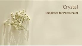  Presentation with text message - Slides featuring white-gypsophila-flower-branch background and a  colored foreground