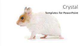  Presentation with attention - 