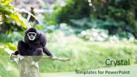  Presentation with gibbon - Audience pleasing presentation design consisting of top-1000 bible verses backdrop and a mint green colored foreground