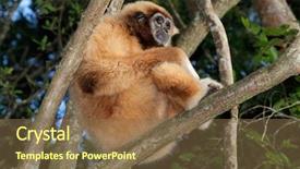  Presentation with gibbon - Audience pleasing slide deck consisting of white-handed gibbon hylobates lar backdrop and a violet colored foreground