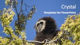  Presentation with gibbon - Presentation with white-handed gibbon nestled background and a  colored foreground