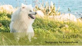  Presentation with high quality - Slide set with white-happy-fluffy-japanese-spitz background and a yellow colored foreground