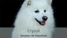  Presentation with high quality - Presentation theme with white-happy-fluffy-japanese-spitz background and a light gray colored foreground