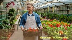  Presentation with white flowers - PPT theme having white-happy-man-wearing-apron background and a  colored foreground