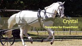  Presentation with white horse - Audience pleasing presentation consisting of white harness horse backdrop and a tawny brown colored foreground