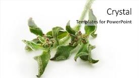  Presentation with white cells - Slide deck consisting of white has transparent bladder background and a white colored foreground