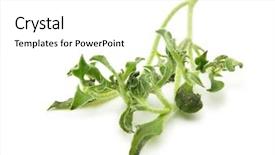  Presentation with white cells - Presentation design featuring white has transparent bladder background and a white colored foreground