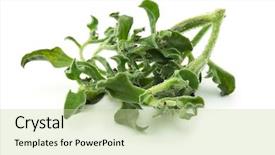  Presentation with white cells - PPT theme with white has transparent bladder background and a mint green colored foreground