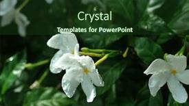  Presentation with hawaiian flower - Slide deck featuring white-hawaiian-flower-summer-garden background and a tawny brown colored foreground