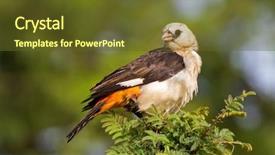  Presentation with serengeti africa - Presentation with white headed buffalo weaver bird background and a tawny brown colored foreground