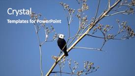  Presentation with marsh - Colorful presentation design enhanced with white headed marsh tyrant backdrop and a  colored foreground