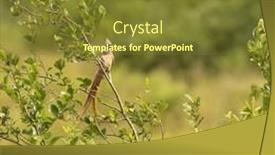  Presentation with uganda - PPT theme having white-headed-mousebird-colius-leucocephalus background and a  colored foreground