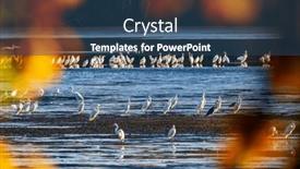  Presentation with czech republic - PPT theme with white-heron-ardea-alba-egretta background and a ocean colored foreground