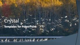  Presentation with czech republic - PPT layouts featuring white-heron-ardea-alba-egretta and a tawny brown colored foreground