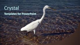  Presentation with egypt - Amazing PPT theme having white-heron-in-egypt-sharm backdrop and a ocean colored foreground
