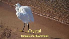  Presentation with egypt - Beautiful theme featuring white-heron-in-egypt-sharm backdrop and a tawny brown colored foreground
