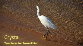  Presentation with egypt - PPT layouts having white-heron-in-egypt-sharm background and a tawny brown colored foreground