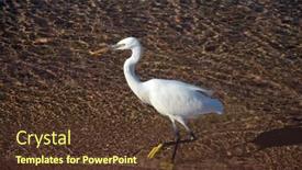  Presentation with egypt - Presentation theme featuring white-heron-in-egypt-sharm background and a tawny brown colored foreground