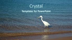  Presentation with egypt - Cool new presentation theme with white-heron-in-egypt-sharm backdrop and a ocean colored foreground