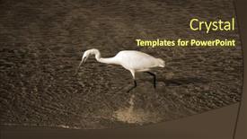  Presentation with egypt - PPT theme having white-heron-in-egypt-sharm background and a tawny brown colored foreground