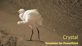  Presentation with egypt - Presentation theme consisting of white-heron-in-egypt-sharm background and a tawny brown colored foreground