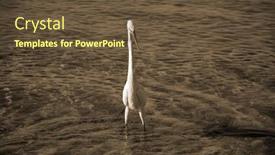  Presentation with egypt - Presentation theme consisting of white-heron-in-egypt-sharm background and a tawny brown colored foreground
