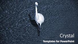  Presentation with egypt - Presentation theme featuring white-heron-in-egypt-sharm background and a tawny brown colored foreground