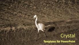  Presentation with egypt - PPT theme consisting of white-heron-in-egypt-sharm background and a  colored foreground