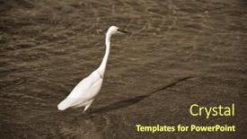  Presentation with egypt - Slide set featuring white-heron-in-egypt-sharm background and a tawny brown colored foreground