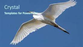  Presentation with bright white - Slide deck featuring white-heron-in-flight background and a  colored foreground