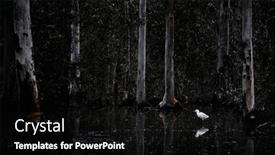  Presentation with dark forest - Presentation design having white-heron-in-flooded-dark background and a black colored foreground