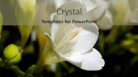  Presentation with knight - Slides enhanced with white-hippeastrum-knight-s-star background and a mint green colored foreground