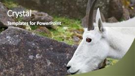  Presentation with mountain - Beautiful PPT theme featuring white horned mountain goat head backdrop and a  colored foreground