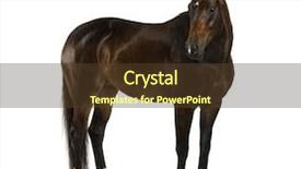  Presentation with dutch - PPT theme with white horse - kwpn - dutch warmblood 3 background and a  colored foreground