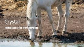  Presentation with ground water - Slides featuring muddy pond - white horse drinking water background and a coral colored foreground