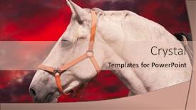  Presentation with horse head - Slide set enhanced with white-horse-head-in-harness background and a lemonade colored foreground