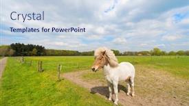  Presentation with white horse - Amazing presentation design having white-horse-in-agriculture-landschape backdrop and a sky blue colored foreground
