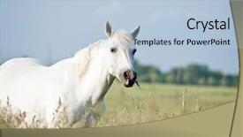  Presentation with white horse - Theme enhanced with white horse on flower meadow background and a light blue colored foreground