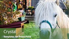  Presentation with white horse - Cool new PPT theme with white-horse-portrait-looking-through backdrop and a seafoam green colored foreground