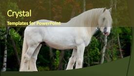  Presentation with white horse - Theme featuring white horse standing background and a tawny brown colored foreground