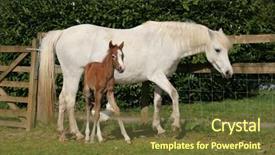  Presentation with new born - Theme featuring white horse with a new born brown foal standing next to her in a field in spring with a wooden and wire fence to the rear welsh section d ponies background and a tawny brown colored foreground