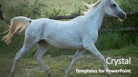  Presentation with white horse - Colorful presentation design enhanced with white horse backdrop and a tawny brown colored foreground