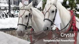  Presentation with white horse - PPT layouts consisting of horses carriage - white horse background and a dark gray colored foreground